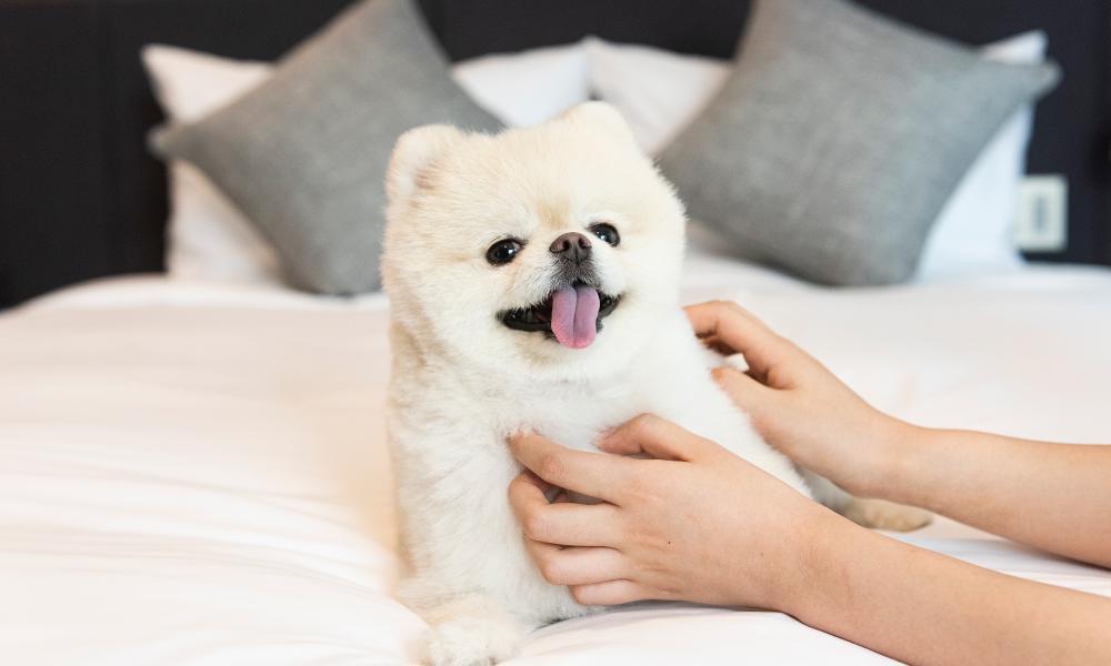 해운대영무파라드호텔, 부산 여행, 부산 해운대 호텔, 해운대 숙소 추천, 해운대영무파라드호텔 애견동반