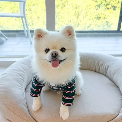 경주애견동반숙소, 샵앤플렛 풀빌라 포함 인기 숙소 4
