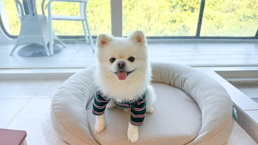 경주애견동반숙소, 샵앤플렛 풀빌라 포함 인기 숙소 4