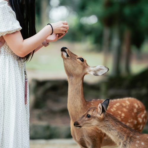 오사카즐길거리 4, 하루를 꽉 채우는 일일 투어 추천