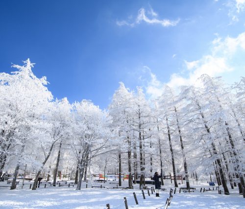 추위를 감내할 가치가 있는 국내눈구경여행지 TOP 4