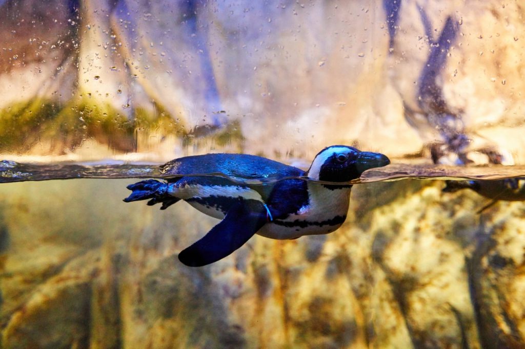 코오롱씨클라우드