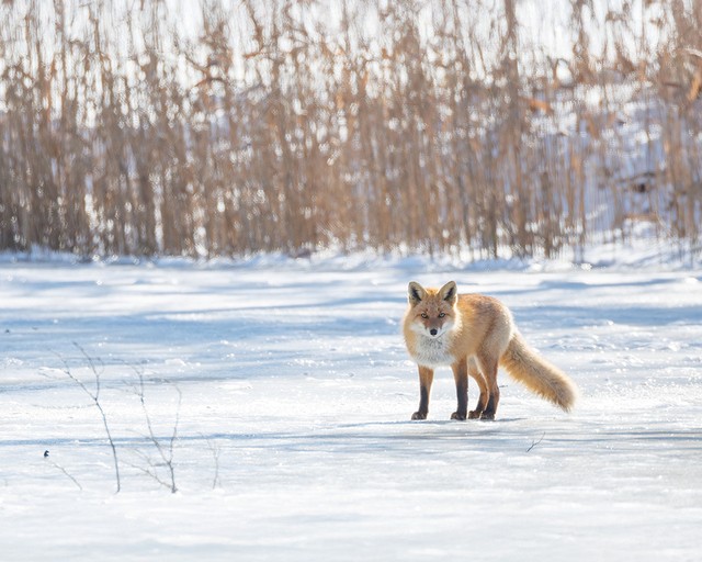 비에이후라노일일투어