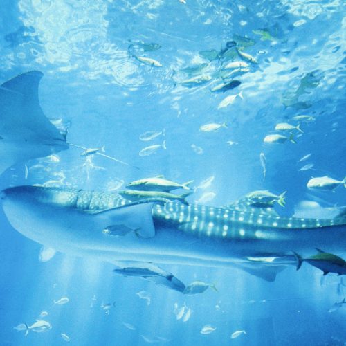 오키나와즐길거리 TOP 4, 남부부터 북부까지 즐기는 투어 추천