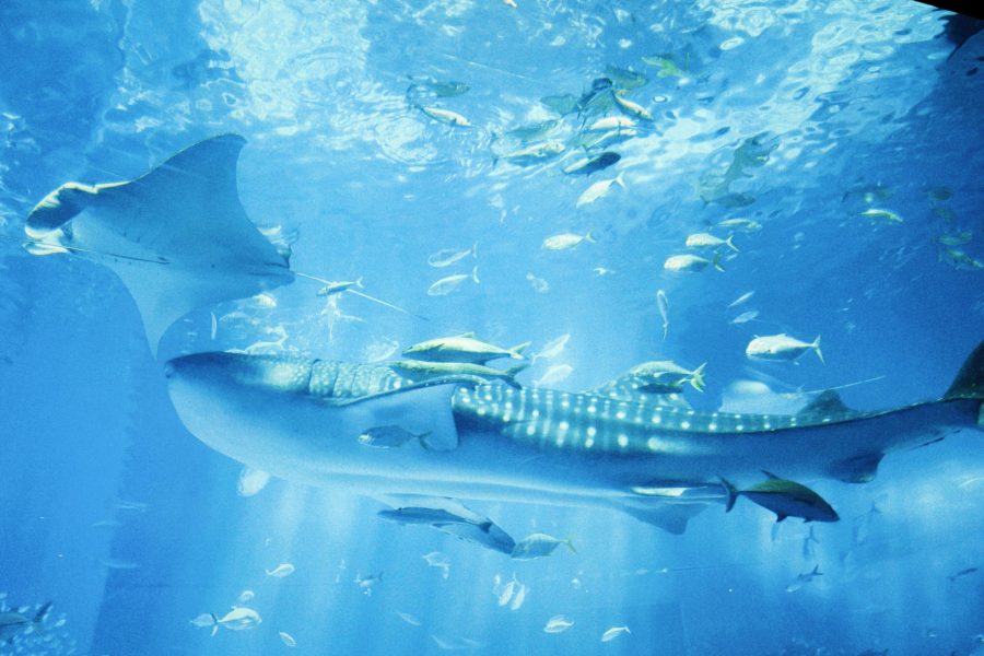 오키나와즐길거리 TOP 4, 남부부터 북부까지 즐기는 투어 추천