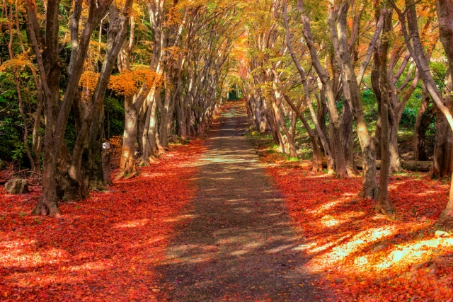 아미스타드후쿠오카