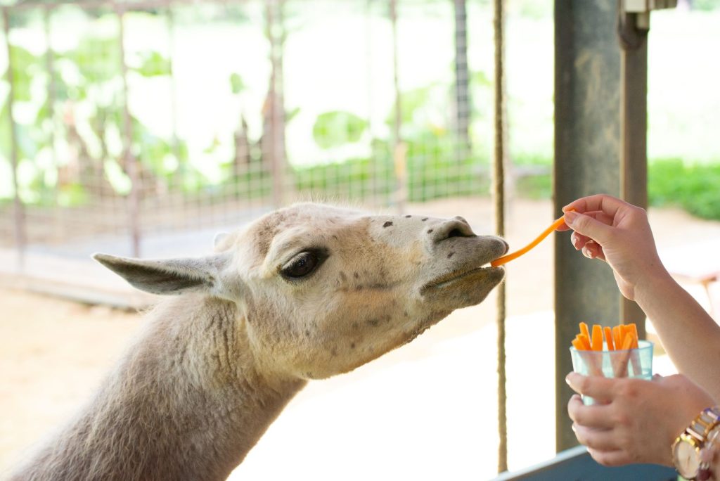 르네상스리조트오키나와