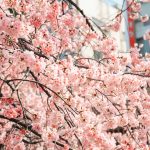 우에노공원근처도쿄호텔