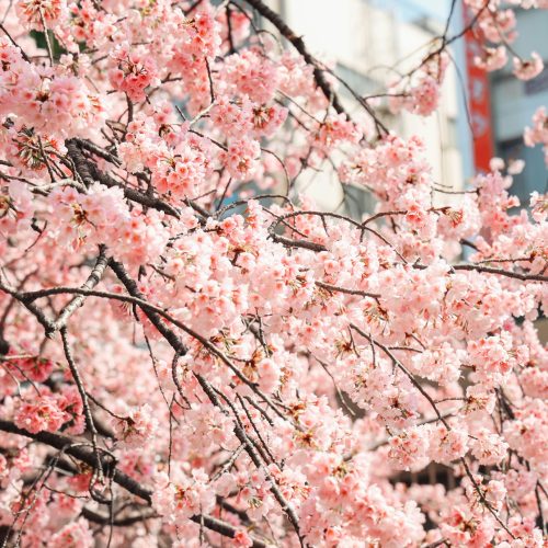 우에노공원근처도쿄호텔 4, 벚꽃시즌 전에 예약해야 될 숙소 추천