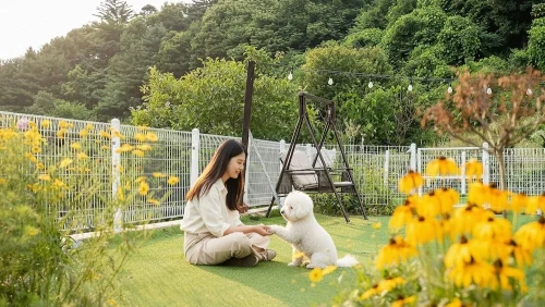 가평애견동반글램핑 TOP 4, 반려견과 함께 가평글램핑 여행