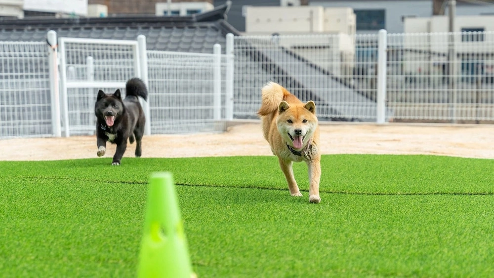 가평애견동반글램핑