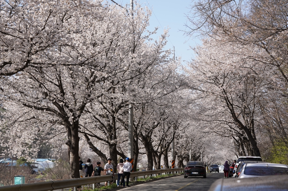 국내 벚꽃명소