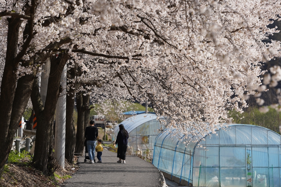 국내 벚꽃명소