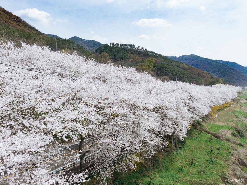 국내 벚꽃명소