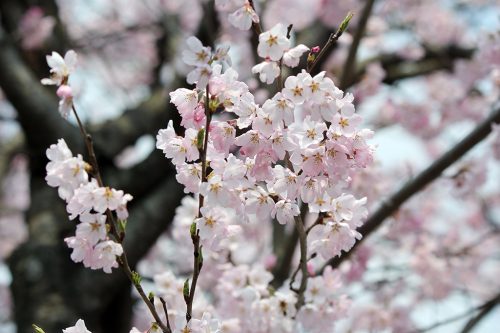 국내 벚꽃명소 TOP 4, 천안 포함 봄꽃 축제와 숙소 추천