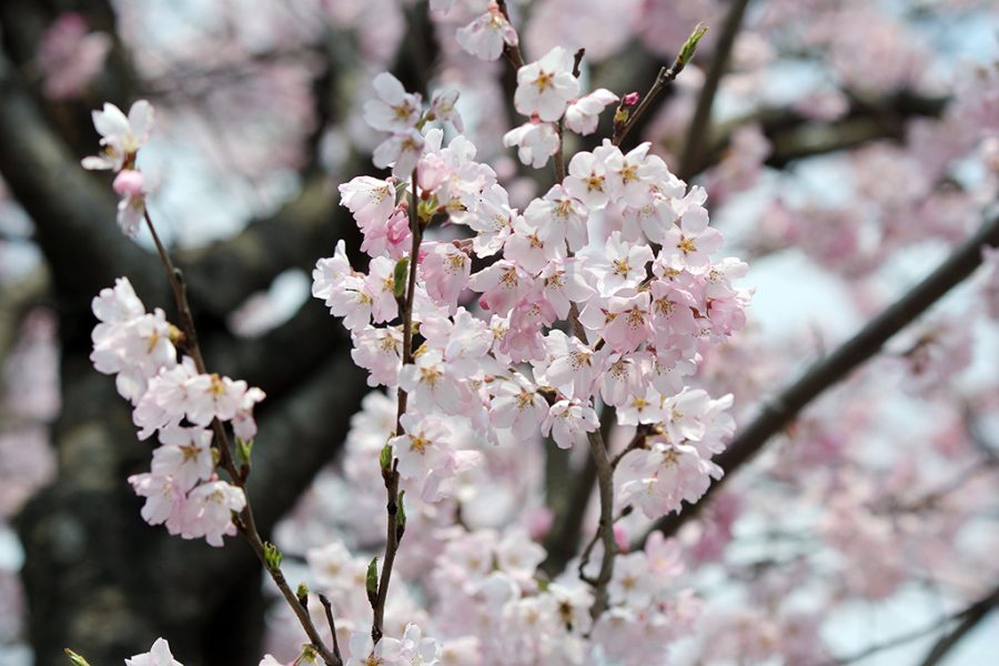 국내 벚꽃명소 TOP 4, 천안 포함 봄꽃 축제와 숙소 추천