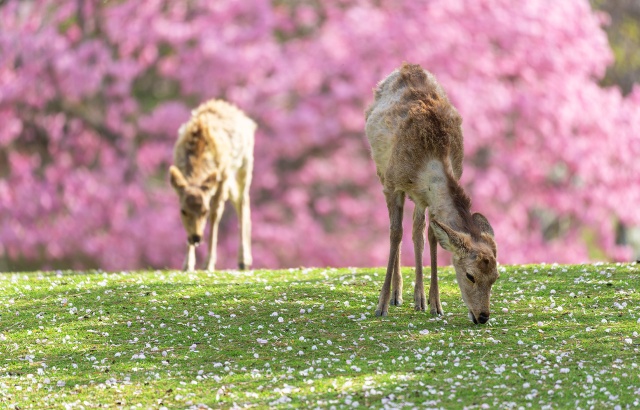 소테츠그랜드프레사오사카