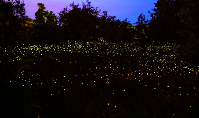 하얏트리젠시키나발루