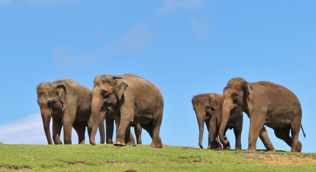 오리엔탈익스프레스후쿠오카텐진